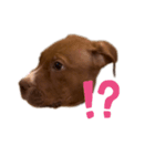 PITBULL パピー期（個別スタンプ：12）