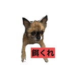 私はちこです。II（個別スタンプ：1）