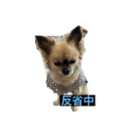 私はちこです。II（個別スタンプ：2）