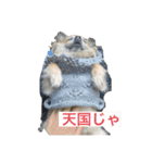 私はちこです。II（個別スタンプ：3）