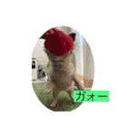 私はちこです。II（個別スタンプ：4）