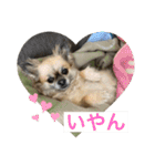 私はちこです。II（個別スタンプ：5）