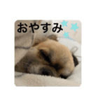 私はちこです。II（個別スタンプ：6）