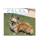 私はちこです。II（個別スタンプ：9）