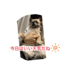 私はちこです。II（個別スタンプ：10）
