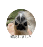 私はちこです。II（個別スタンプ：11）