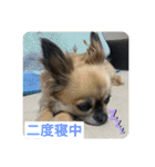 私はちこです。II（個別スタンプ：15）