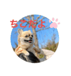 私はちこです。II（個別スタンプ：16）