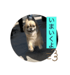 私はちこです。II（個別スタンプ：17）