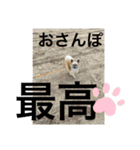 私はちこです。II（個別スタンプ：19）