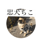 私はちこです。II（個別スタンプ：22）