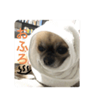 私はちこです。II（個別スタンプ：24）