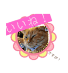 トラとの幸せライフ2（個別スタンプ：2）