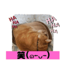 トラとの幸せライフ2（個別スタンプ：7）