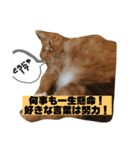 トラとの幸せライフ2（個別スタンプ：8）