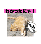 トラとの幸せライフ2（個別スタンプ：10）