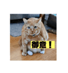 トラとの幸せライフ2（個別スタンプ：11）