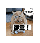 トラとの幸せライフ2（個別スタンプ：12）