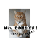 トラとの幸せライフ2（個別スタンプ：13）
