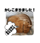 トラとの幸せライフ2（個別スタンプ：16）