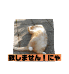 トラとの幸せライフ2（個別スタンプ：19）