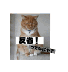 トラとの幸せライフ2（個別スタンプ：20）