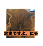 トラとの幸せライフ2（個別スタンプ：22）