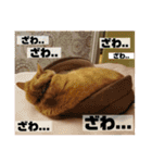 トラとの幸せライフ2（個別スタンプ：23）