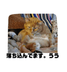 トラとの幸せライフ2（個別スタンプ：27）