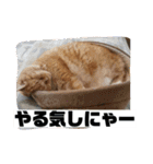 トラとの幸せライフ2（個別スタンプ：28）
