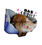 トラとの幸せライフ2（個別スタンプ：29）