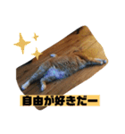 トラとの幸せライフ2（個別スタンプ：31）