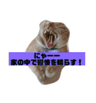 トラとの幸せライフ2（個別スタンプ：32）