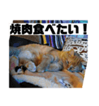 トラとの幸せライフ2（個別スタンプ：35）