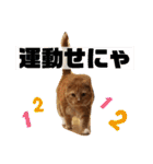 トラとの幸せライフ2（個別スタンプ：37）
