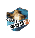 トラとの幸せライフ2（個別スタンプ：38）