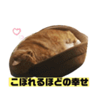 トラとの幸せライフ2（個別スタンプ：39）