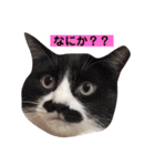 しろくろのドキドキスタンプ修正版（個別スタンプ：2）