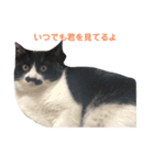 しろくろのドキドキスタンプ修正版（個別スタンプ：3）