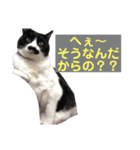 しろくろのドキドキスタンプ修正版（個別スタンプ：4）