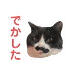 しろくろのドキドキスタンプ修正版（個別スタンプ：10）