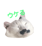 しろくろのドキドキスタンプ修正版（個別スタンプ：16）