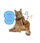 きなこ☆こむぎ（個別スタンプ：1）