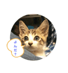 きなこ☆こむぎ（個別スタンプ：3）
