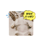 きなこ☆こむぎ（個別スタンプ：5）