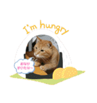 きなこ☆こむぎ（個別スタンプ：8）