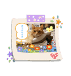 きなこ☆こむぎ（個別スタンプ：11）