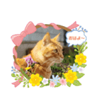 きなこ☆こむぎ（個別スタンプ：12）