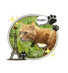 きなこ☆こむぎ（個別スタンプ：14）