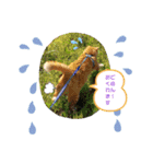 きなこ☆こむぎ（個別スタンプ：21）